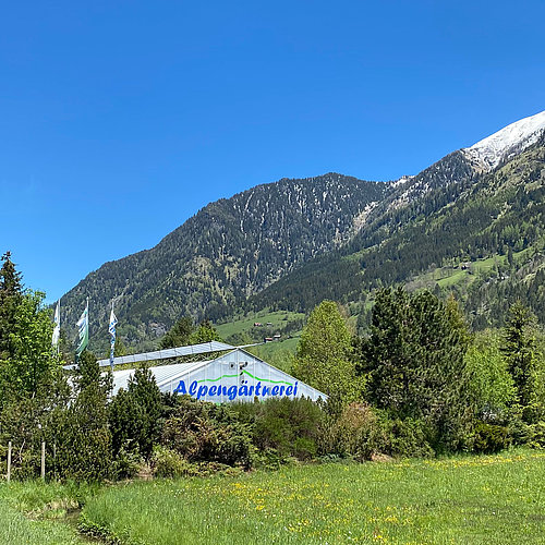 Alpengärtnerei